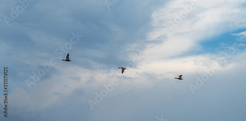 A flock of three ducks flies against the sky with clouds. © vladk213