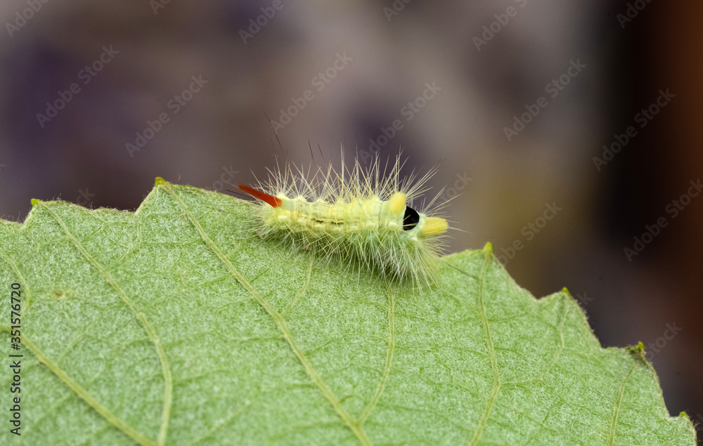 Pale tussock moth caterpillar creeps along the edge of the leaf. Pale tussock moth caterpillar creeps along the edge of the leaf.
