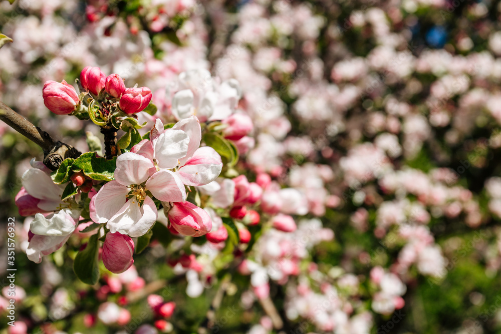 Fototapeta premium Shallow depth of field. Flowers of an apple tree
