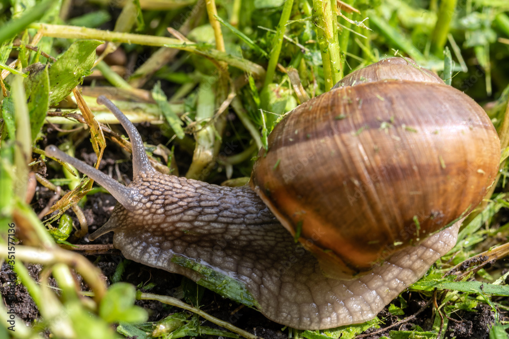 Land snail crawling on the mowed grass lit by bright sunlight. Selective focus.