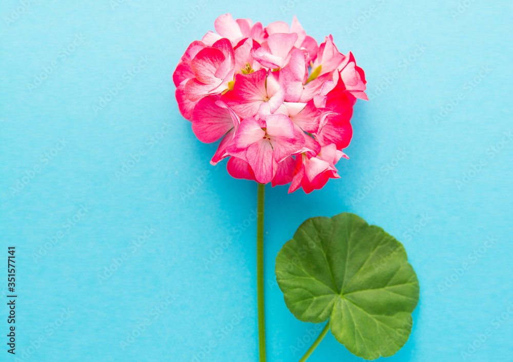 Pelargonium, garden geranium, zonal geranium Flowers on blue background Pelargonium, garden geranium, zonal geranium Flowers on blue background