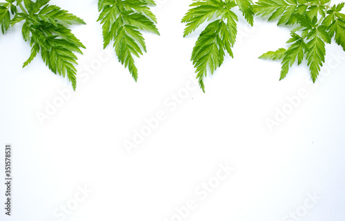 Green  patterned fern-like leaves lie on top of a white background. Place for text  inscriptions  light background with greenery  summer  beauty  decoration