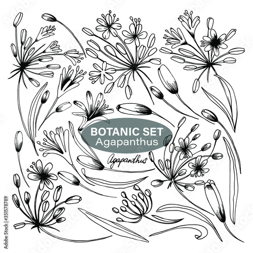 Botanic Set, Flowers, Agapanthus