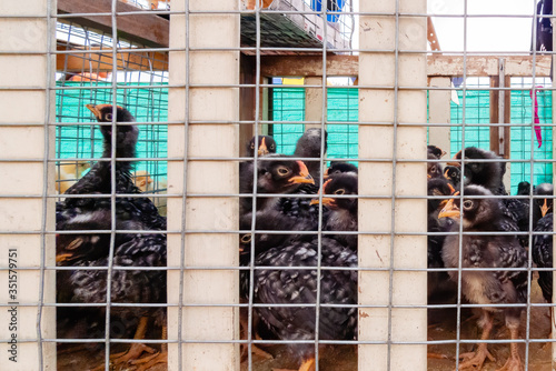Cage with black hens in Otavalo Market