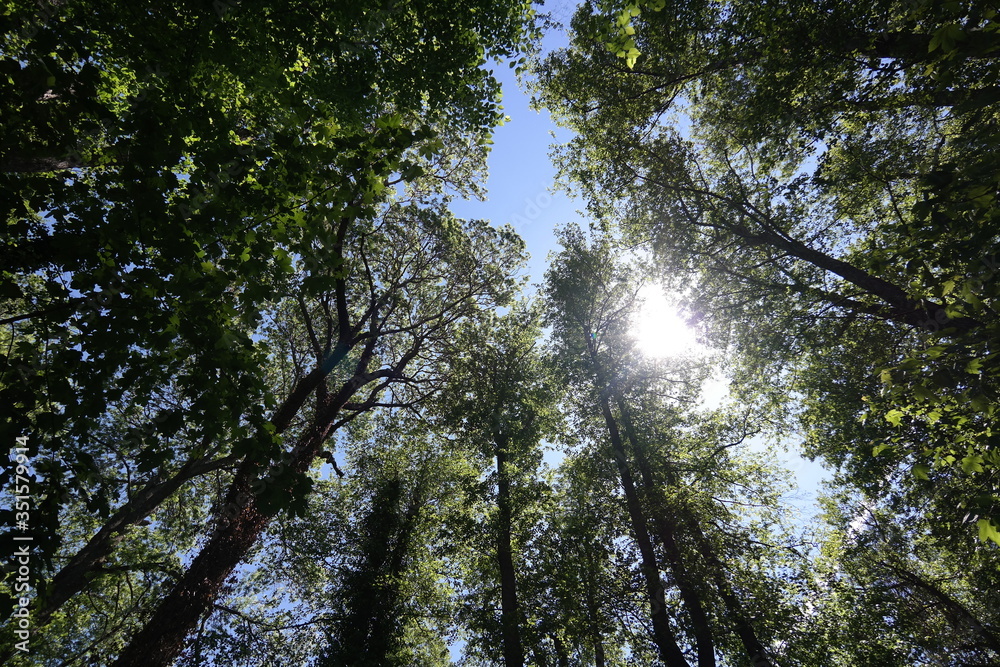 Fototapeta premium sun shining through trees