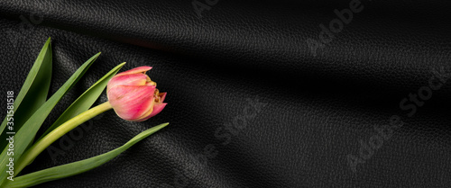 tulip flower on natural black leather background #351581518