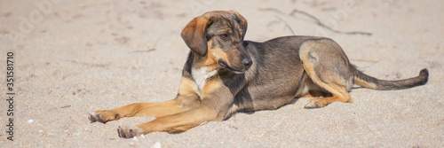 Young brown dog rest on the sandy sea beach