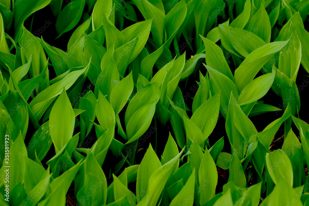 Background of lily of the valley leaves Background of lily of the valley leaves