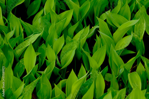 Background of lily of the valley leaves