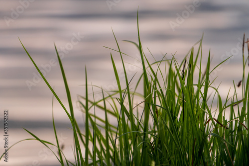 Gräser am Seeufer © lexpixelart