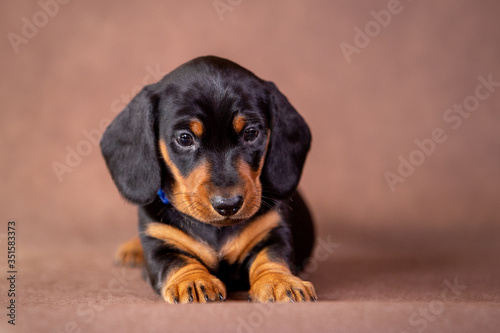 Portrait of a isolated dachshund puppy in studio