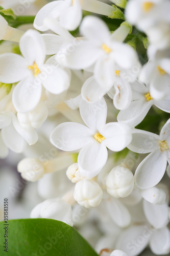 Lilac flowers close up. Floral background