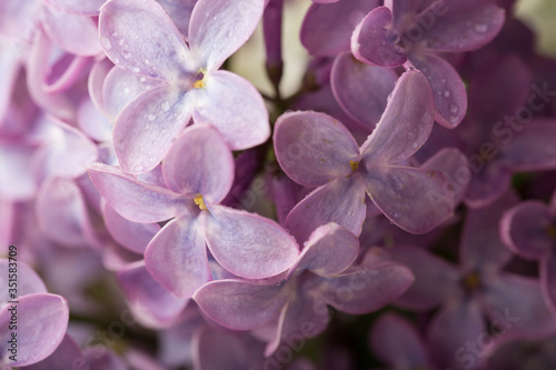 Lilac flowers close up. Floral background