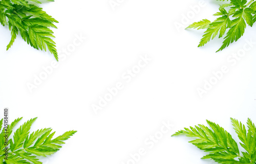 Green fern-like leaves lie on a white background in the corners. Place for text, inscriptions, light background with greenery, summer, beauty, decoration. Green ornament