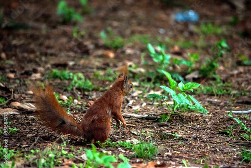 Red squirrel in the forest. A forest animal seen up close. A pet with a red tail and large eyes in the spring forest between the trees. © PhotoRK