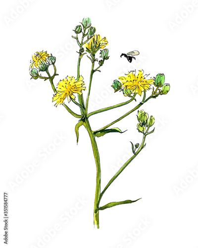 Insect on yellow floral. Composition graphic art. Watercolor illustration.