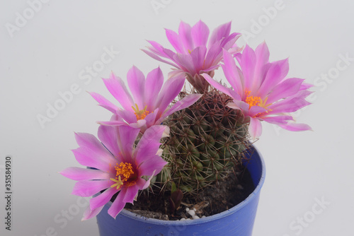 Blooming pink  flower of Mammillaria schumannii  cactus on  white  background photo