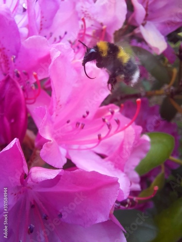 bumble bee on a pink flower