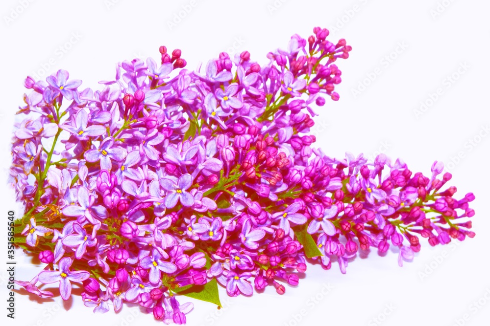 spring flowers lilac. nature spring flowers lilac. nature