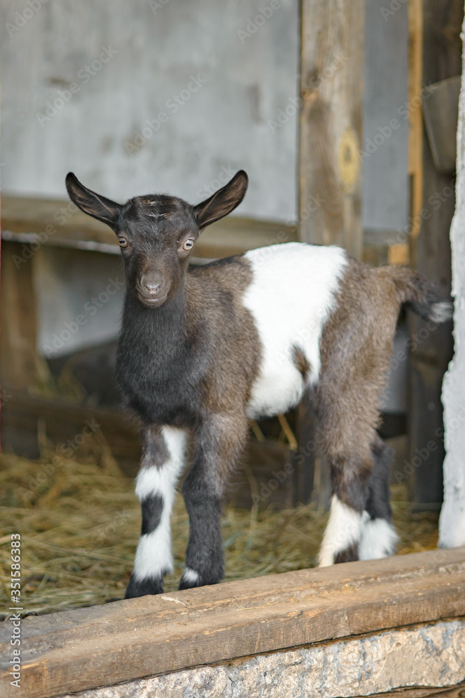 A young funny kid with big ears stands in the doorway of the stable. A small black kid with white spots and stripes A young funny kid with big ears stands in the doorway of the stable. A small black kid with white spots and stripes