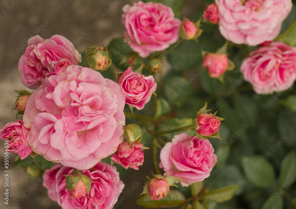 Obraz premium pink roses garden .Rose bush with lots of pink roses in bloom.