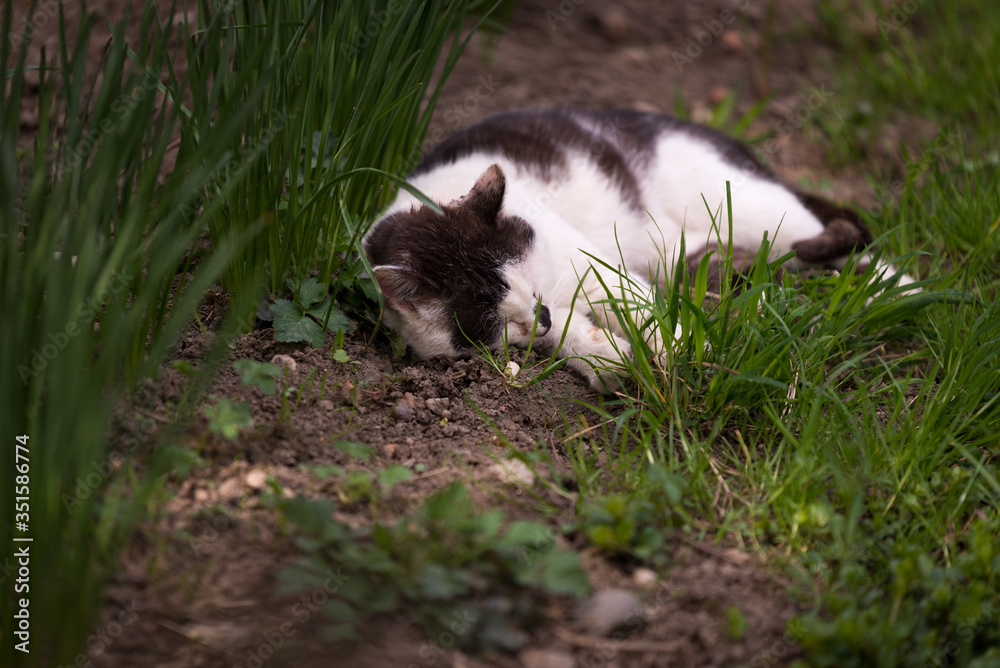 Cat sitting in the yard in spring season in a sunny day Cat sitting in the yard in spring season in a sunny day