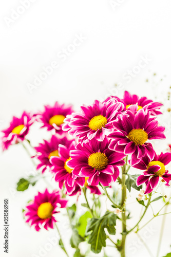 chrysanthemums, petals, flora, beauty, bouquet, interior, gift, grass, house © Olga