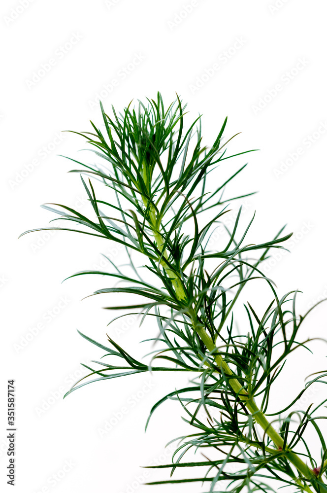 Fototapeta premium ハママーチ（リュウキュウヨモギ）