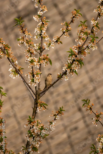 Female house sparrow resting on blooming branch © klemen