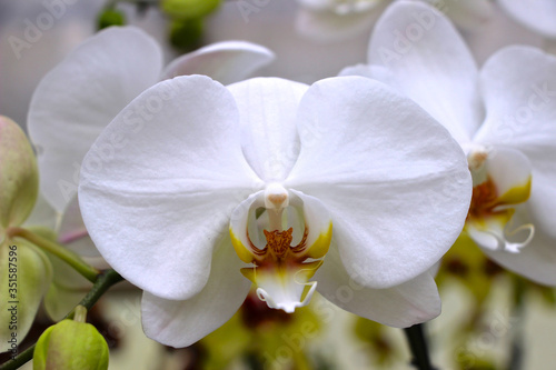 wei  e Phalaenopsis - wei  e Orchidee 