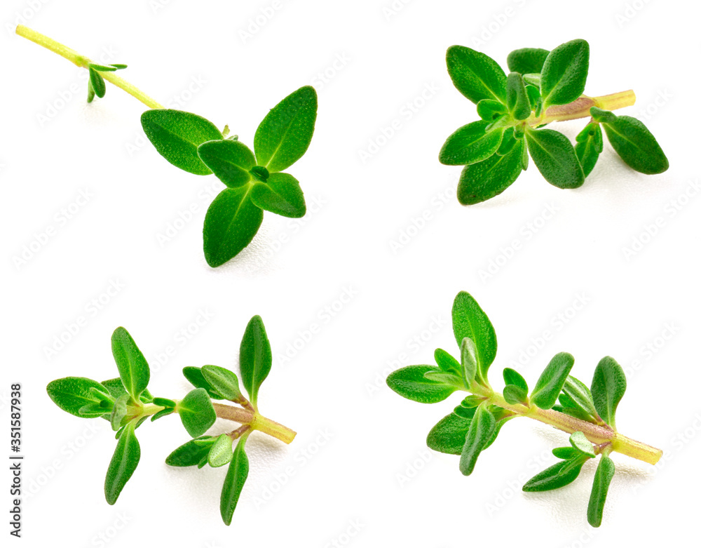 thyme sprig isolated on white background
