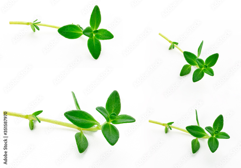 sprig of thyme isolated on white background