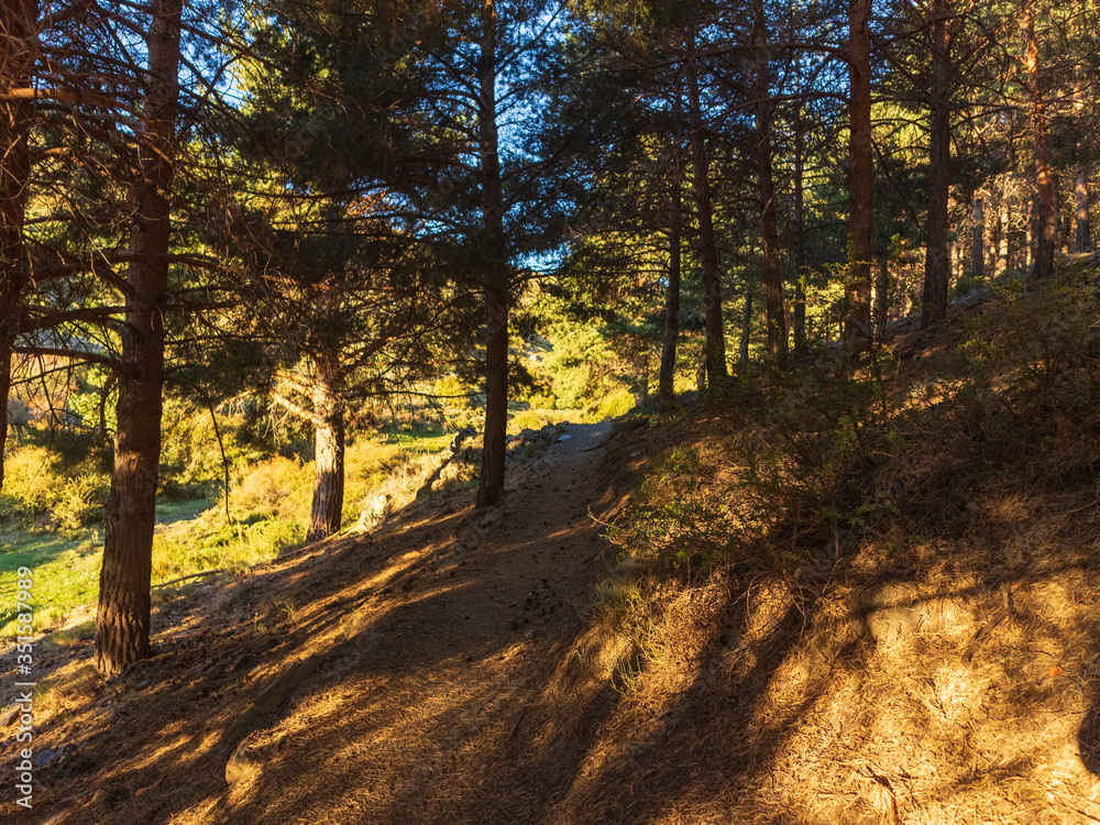 Fototapeta premium pine forest in La Ragua in the Sierra Nevada mountains (Spain) 