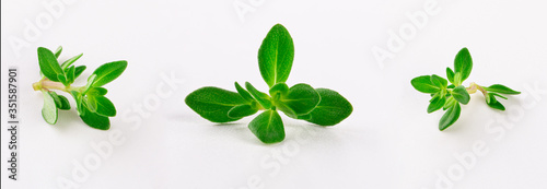 thyme sprig isolated on white background 