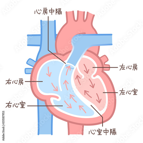 心臓のイラスト・図説（血液の流れ・文字あり）