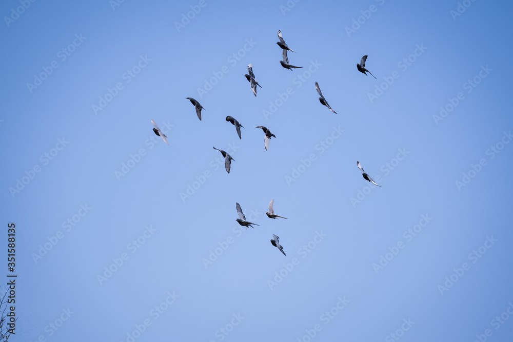 Flock of pigeons flying in the sky