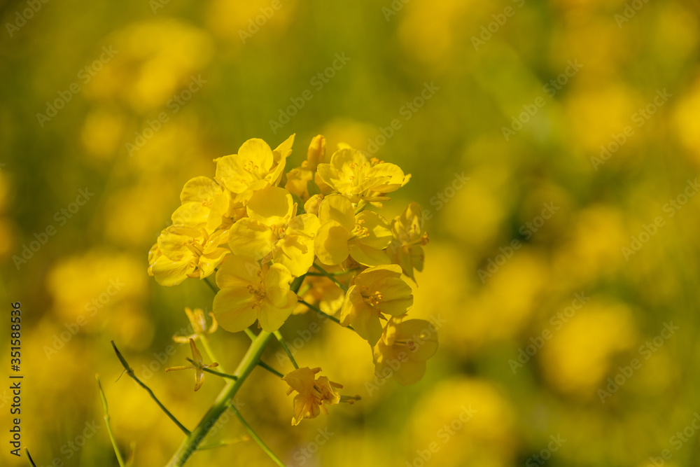 菜の花畑