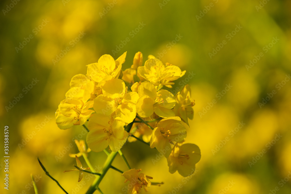 菜の花畑 菜の花畑