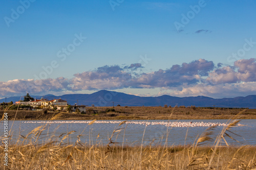 Huge flock of pelicans are resting on shoal at Lake Karatza Dimou Aigeirou near village of Fanari  Xanthi region in Northern Greece  sunny late autumn afternoon. shallow selective focus