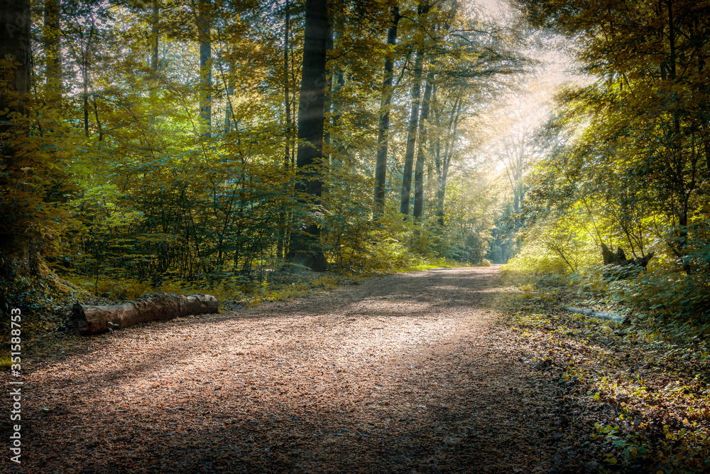 Obraz premium Naturschutzgebiet Köllnischer Wald in Bottrop