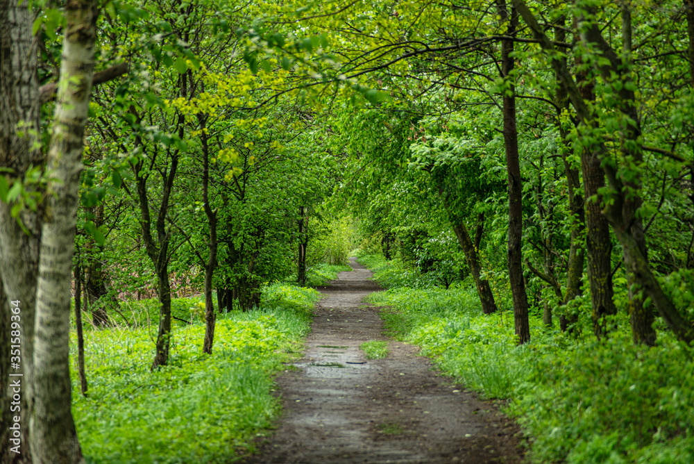 Ground road among green trees in countryside Ground road among green trees in countryside