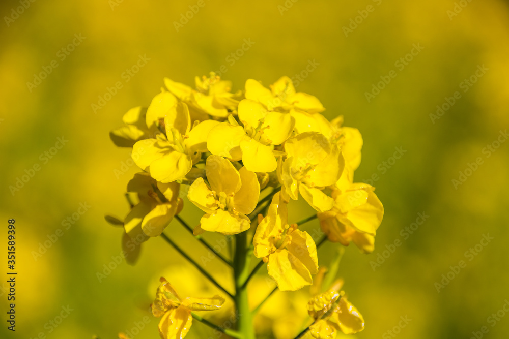 菜の花畑