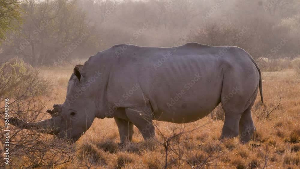 White Rhinoceros With Muddy Horn Grazing On The Grass Plains During The Golden Hour In Khama Rhino Sanctuary In Botswana, South Africa. - medium shot White Rhinoceros With Muddy Horn Grazing On The Grass Plains During The Golden Hour In Khama Rhino Sanctuary In Botswana, South Africa. - medium shot