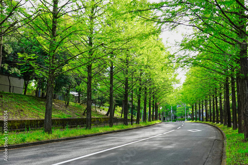 【初夏 新緑イメージ】緑のトンネル、並木道