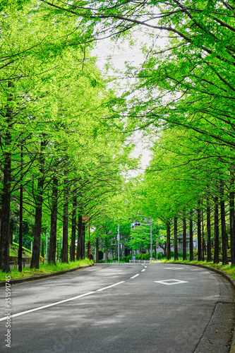 【初夏 新緑イメージ】緑のトンネル、並木道