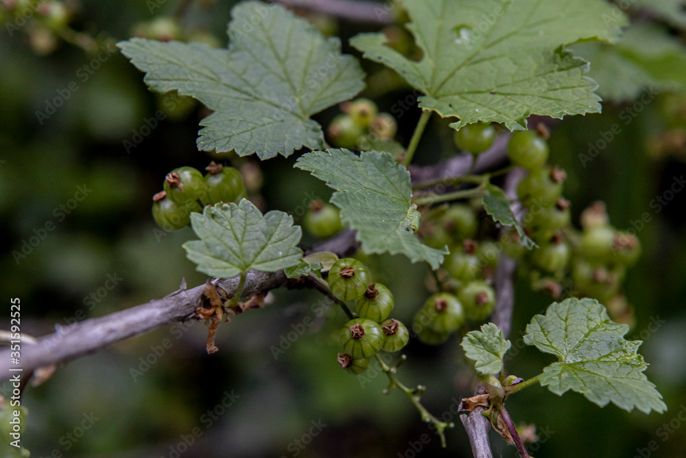 branches with young green red currants. Homework for the winter branches with young green red currants. Homework for the winter
