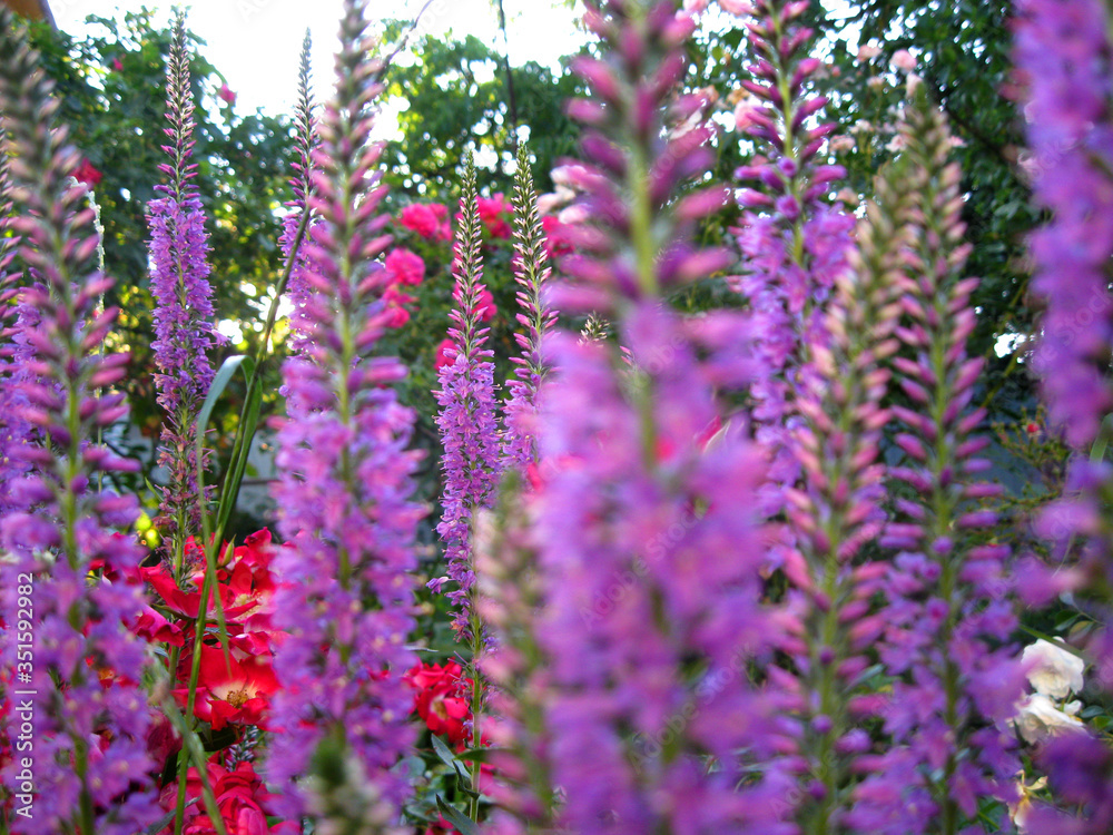 beautiful digitalis stems in the garden beautiful digitalis stems in the garden
