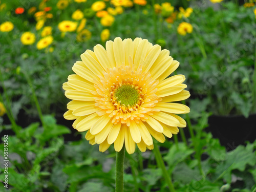 Beautiful Gerber Daisy Flower