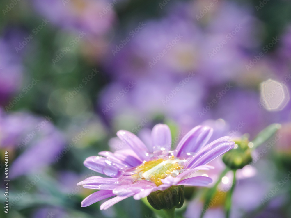 little pink flower in close up with raindrop in green background for space little pink flower in close up with raindrop in green background for space