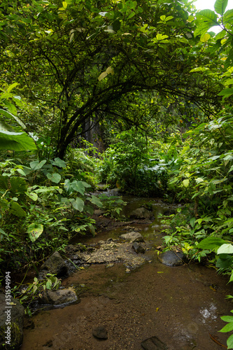 View of the jungle, around the Tumpak Sewu Waterfall, in East Java, Indonesia.